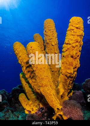 Rohr Schwamm - Los Roques Venezuela Stockfoto