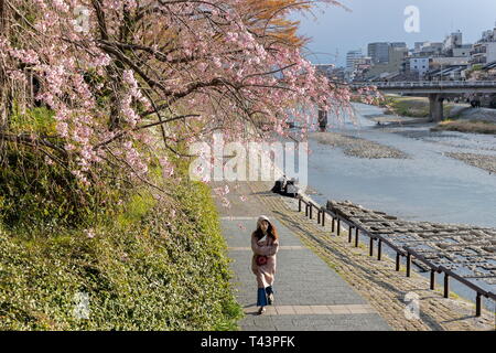 Eine Frau Spaziergänge entlang dem Fluss Kamo in Kyoto, Japan am 1. April 2019. Stockfoto