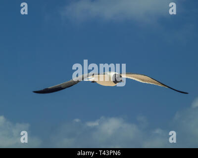 Fliegende Möwe Bonaparte im Himmel (Chroicocephalus Philadelphia), Südamerika archipiélago Los Roques Venezuela Stockfoto