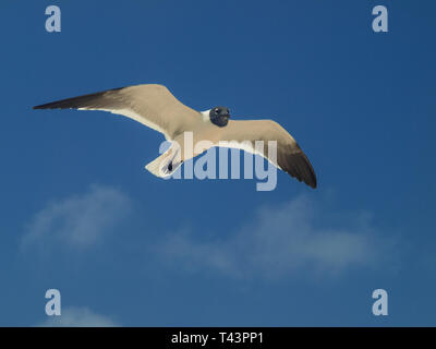 Fliegende Möwe Bonaparte im Himmel (Chroicocephalus Philadelphia), Südamerika archipiélago Los Roques Venezuela Stockfoto