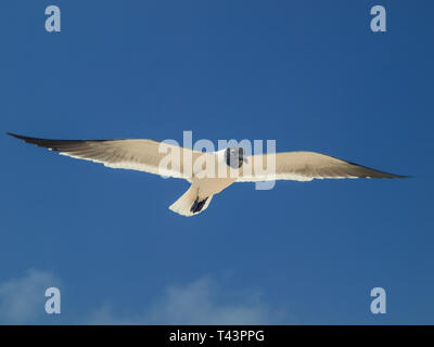 Fliegende Möwe Bonaparte im Himmel (Chroicocephalus Philadelphia), Südamerika archipiélago Los Roques Venezuela Stockfoto