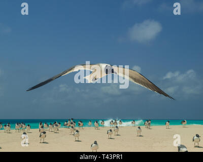 Fliegende Möwe Bonaparte im Himmel (Chroicocephalus Philadelphia), Südamerika archipiélago Los Roques Venezuela Stockfoto