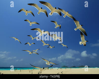 Fliegende Möwe Bonaparte im Himmel (Chroicocephalus Philadelphia), Südamerika archipiélago Los Roques Venezuela Stockfoto