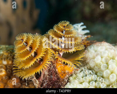 Bunte Christmas Tree Worm, Spirobranchus giganteus, Karibik, Los Roques Stockfoto