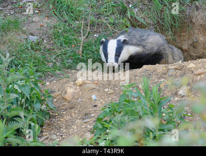 Ein Dachs (Meles Meles) aus seiner sett Stockfoto