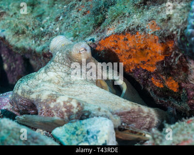 Gemeinsame octopus Octopus vulgaris Jagd auf Coral Reef Stockfoto