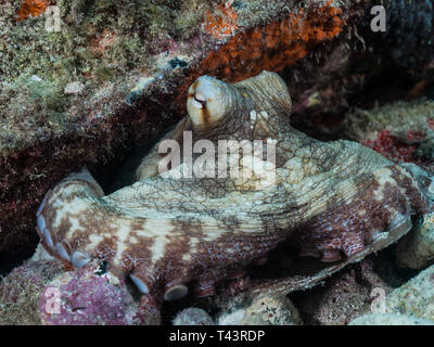 Gemeinsame octopus Octopus vulgaris Jagd auf Coral Reef Stockfoto