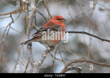 Männliche Pine Grosbeak in Nordfinnland im Winter Stockfoto