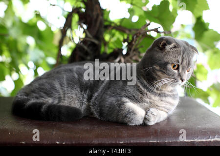 Große, graue britische Katze im Freien Stockfoto