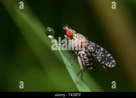 Kleine rote Augen Fliege sitzt auf einem pflanzlichen Stammzellen vor einem Tau Stockfoto