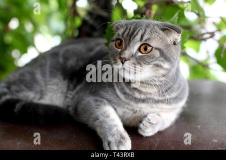 Große, graue britische Katze im Freien Stockfoto