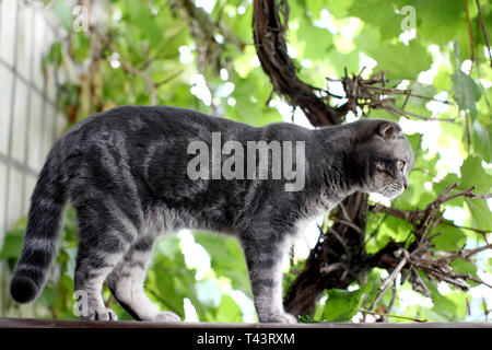 Große, graue britische Katze im Freien Stockfoto