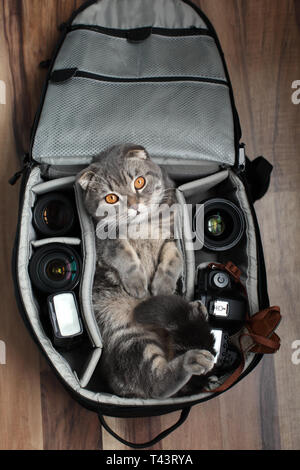 Britisch Kurzhaar Katze in ein Foto Tasche Stockfoto