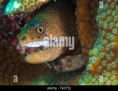 Gymnothorax miliaris - Goldentail Morey/ Stockfoto