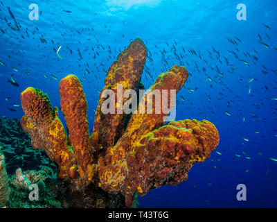 Rohr Schwamm - Los Roques Venezuela Stockfoto