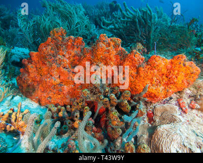 Agelas clathrodes sobre Coral y esponja Aplysina fistularisMetazoa - Los Roques. Venezuela Stockfoto