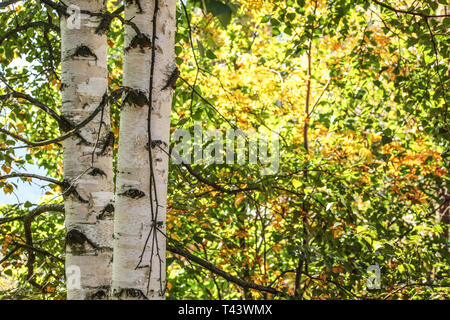 Detail von zwei Birke (Betula pendula) Bäume Rinde, Sonne durch Blätter im Herbst im Hintergrund scheint. Stockfoto