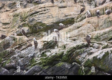 Peruanische Tölpel (Sula variegata) auf Isla Choros, Humboldt Pinguin finden, Punta Choros, Chile Stockfoto
