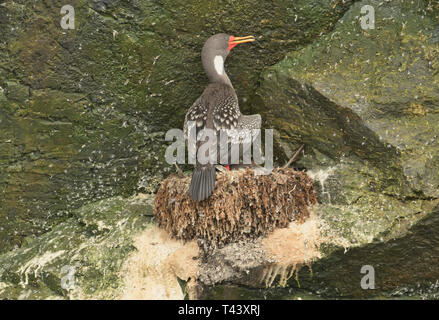 Red-legged Kormoran (Phalacrocorax gaimardi) auf Isla Choros, Humboldt Pinguin finden, Punta Choros, Chile Stockfoto