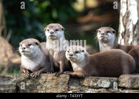 Gruppe von vier aufmerksam Orientalische Kleinklauenottern Stockfoto