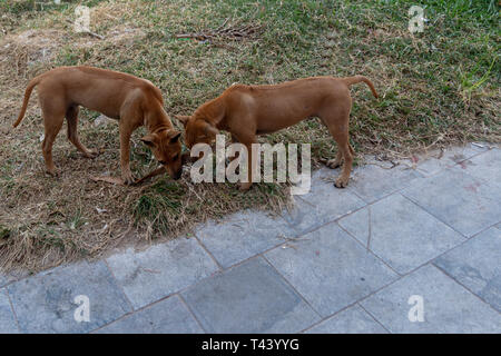 Tho junge Rhodesian Ridgeback puppis Spielen mit einem Stick, Bild von der Insel Phu Quoc, Vietnam. Stockfoto