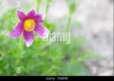 Pasque flower (Pulsatilla vulgaris). Selektiver Fokus und flache Tiefenschärfe. Stockfoto