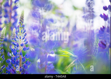 Blaue Lupinen (Lupinus polyphyllus) in mehrjährigen gargen. Selektiver Fokus und flache Tiefenschärfe. Stockfoto