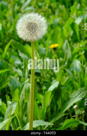 Löwenzahn Taraxacum officinale in einer ländlichen Landschaft Garten zala Ungarn wächst Stockfoto