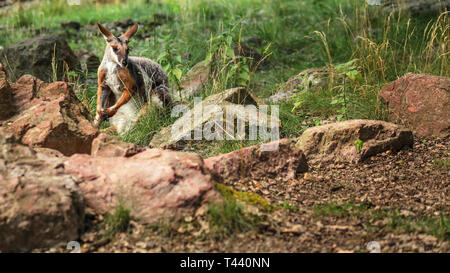 Gelb-footed Rock Wallaby Känguru (Petrogale xanthopus) versteckt im Gras und Felsen Stockfoto