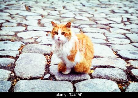 Katze sitzt auf dem Bürgersteig Stockfoto