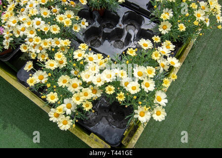 White Daisy Flowers in Kunststoffbehälter Holzkiste. Spring Garden Serie, Mallorca, Balearen, Spanien. Stockfoto