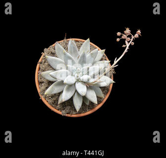 Kaktus Pflanze oder Sedum saftige mit Blume im Topf von oben auf Schwarz isoliert Stockfoto
