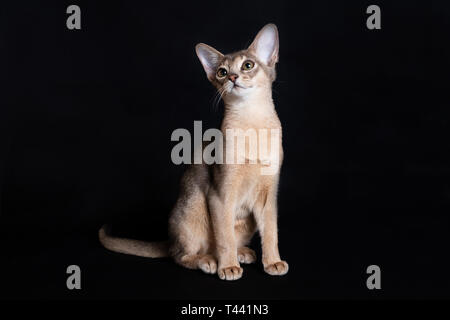 Junge Abessinier blaue Katze auf schwarzem Hintergrund Stockfoto