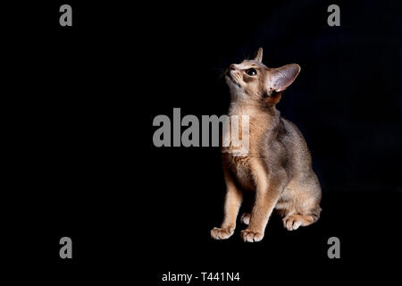 Junge Abessinier blaue Katze auf schwarzem Hintergrund Stockfoto