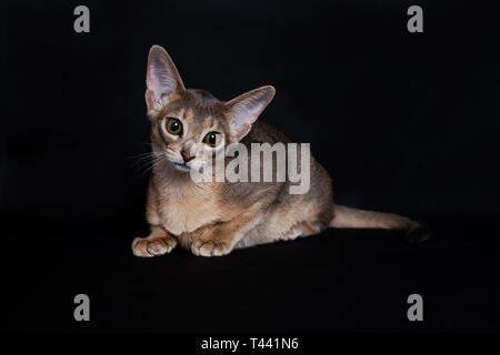 Junge Abessinier Blue Cat in Studio shoot Stockfoto