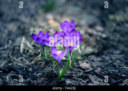 Schönen Frühlingsblumen Krokusse in der Nähe fotografiert - bis auf den Boden Stockfoto