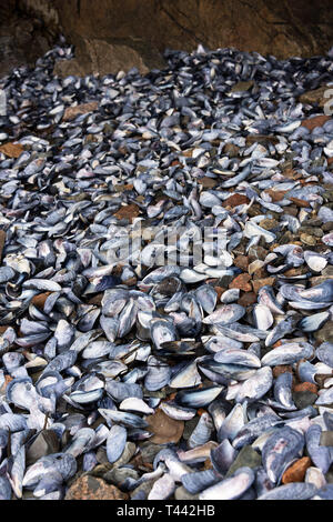 Tausende von Miesmuschel (Mytilus edulis) bis am Ufer in Northeast Harbor, Maine gewaschen. Stockfoto