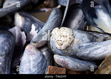 Seepocken (Semibalanus balanoides) auf Miesmuschel (Mytilus edulis), Northeast Harbor, Maine. Stockfoto