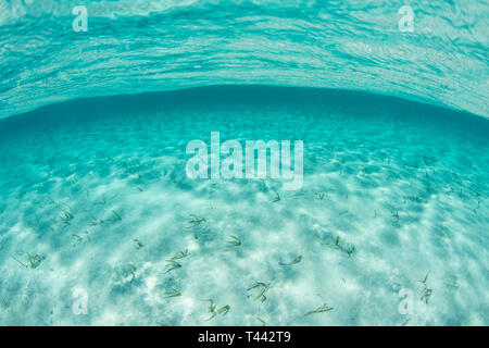 Klares, warmes Wasser fließt über einen sandigen Meeresboden in das Karibische Meer. Stockfoto