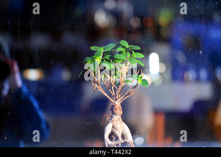 Schöne Bonsai Baum mit grünen Blättern in der Nähe fotografiert - oben Stockfoto