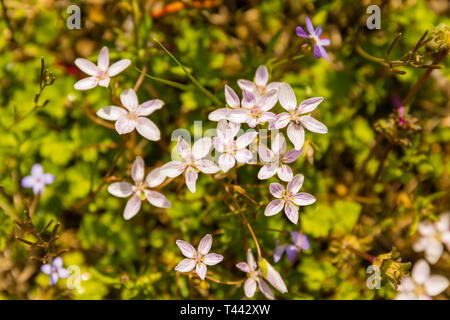 Ein Bündel von Veronica Chamaedrys wild wachsenden in Teresita, Oklahoma 2019 Stockfoto