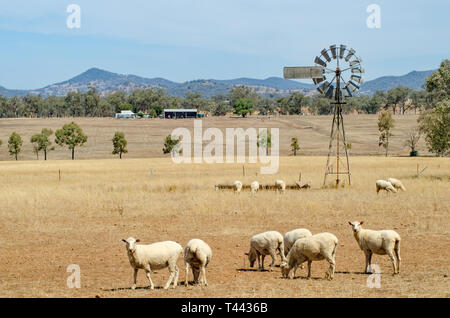 Schafe im trockenen Gras Koppel, Tamworth NSW Australien. Stockfoto