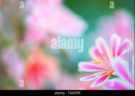 Siskiyou Lewisia (Lewisia keimblatt) Blumen. Selektiver Fokus und flache Tiefenschärfe. Stockfoto