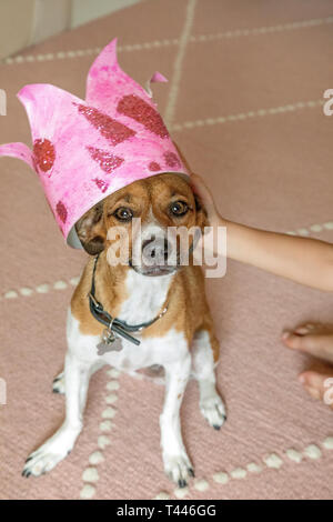Eine gemischte Rasse Hund eine Krone trägt Stockfoto