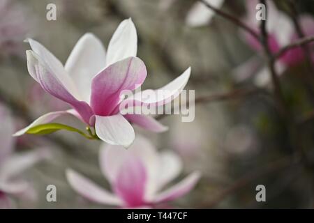 Wunderschön blühende Frühling Magnolie. Stockfoto