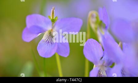 Schöner Frühling lila Blüten im Gras. Erste Frühling Blumen. (Viola odorata) Stockfoto