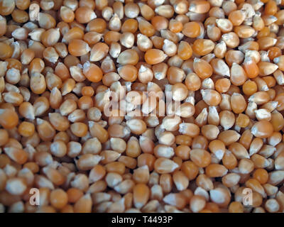 Makro von Popcorn Mais an einem Lebensmittelmarkt Stockfoto