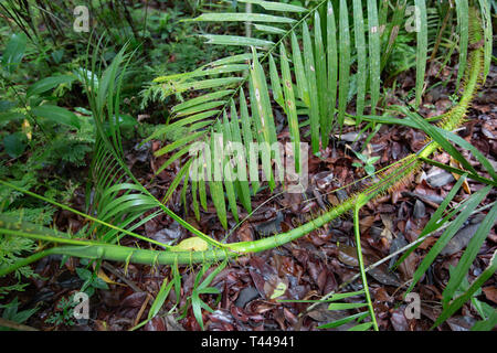 Calamus Weinstock, eine Weile Rebsorte, von Regenwald von NE Queensland warten Stockfoto