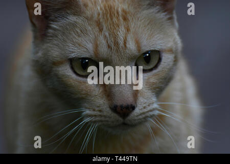 Starrte Ginger Tabby Cat Face Close-up Portrait Stockfoto