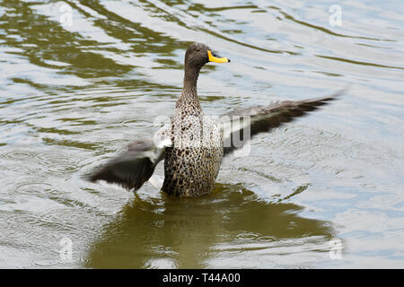 Yellow-billed Duck (Anas undulata) seine Flügel Stockfoto